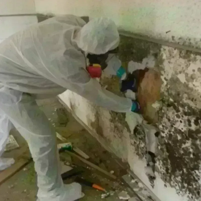 Mold Remediation and Removal in Waverly, IA